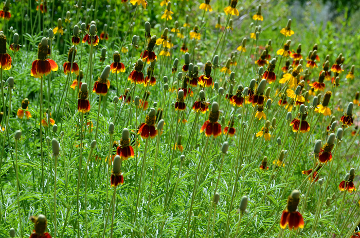 Upright Prairie Coneflower has a flowering season that goes from June to November; they prefer elevations between 5,000 and 7,500 feet (1,524-2,286 m). Ratibida columnifera